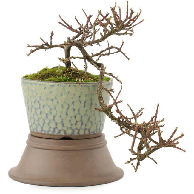 Cotoneaster horizontalis, 18 cm, ± 6 Jahre alt