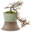 Cotoneaster horizontaleis, 18 cm, ± 6 jaar oud