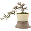 Cotoneaster horizontaleis, 15 cm, ± 6 jaar oud