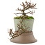 Cotoneaster horizontaleis, 18 cm, ± 6 jaar oud