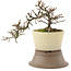 Cotoneaster horizontaleis, 15 cm, ± 6 jaar oud