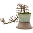 Cotoneaster horizontaleis, 18 cm, ± 6 jaar oud