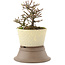 Cotoneaster horizontaleis, 15 cm, ± 6 jaar oud