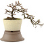 Cotoneaster horizontaleis, 15 cm, ± 6 jaar oud