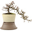 Cotoneaster horizontaleis, 15 cm, ± 6 jaar oud