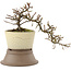 Cotoneaster horizontalis, 15 cm, ± 6 years old