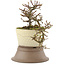 Cotoneaster horizontaleis, 15 cm, ± 6 jaar oud