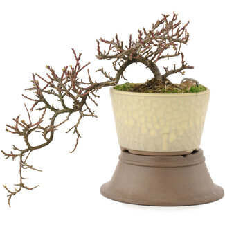 Cotoneaster horizontaleis, 22 cm, ± 6 jaar oud