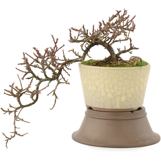 Cotoneaster horizontaleis, 22 cm, ± 6 jaar oud