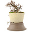 Cotoneaster horizontaleis, 22 cm, ± 6 jaar oud