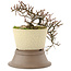 Cotoneaster horizontaleis, 22 cm, ± 6 jaar oud