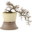 Cotoneaster horizontalis, 22 cm, ± 6 years old