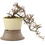 Cotoneaster horizontaleis, 22 cm, ± 6 jaar oud