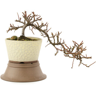 Cotoneaster horizontaleis, 17 cm, ± 6 jaar oud