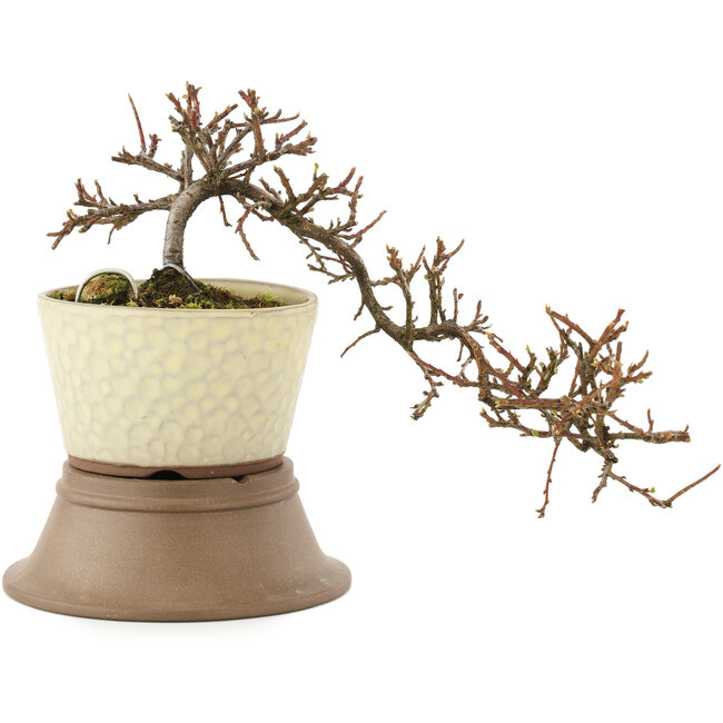 Cotoneaster horizontalis, 17 cm, ± 6 years old