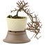 Cotoneaster horizontaleis, 17 cm, ± 6 jaar oud