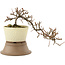 Cotoneaster horizontaleis, 22 cm, ± 6 jaar oud