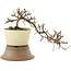 Cotoneaster horizontalis, 22 cm, ± 6 years old