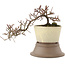 Cotoneaster horizontaleis, 17 cm, ± 6 jaar oud