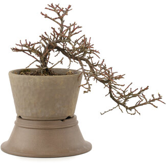 Cotoneaster orizzontalis, 18,5 cm, ± 6 anni