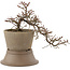 Cotoneaster horizontalis, 18,5 cm, ± 6 years old