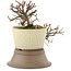 Cotoneaster horizontaleis, 17 cm, ± 6 jaar oud