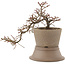 Cotoneaster horizontalis, 18,5 cm, ± 6 years old