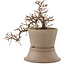 Cotoneaster horizontalis, 18,5 cm, ± 6 years old