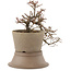 Cotoneaster horizontaleis, 18,5 cm, ± 6 jaar oud