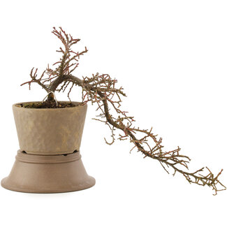 Cotoneaster horizontaleis, 24,5 cm, ± 6 jaar oud