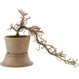 Cotoneaster horizontalis, 24,5 cm, ± 6 years old