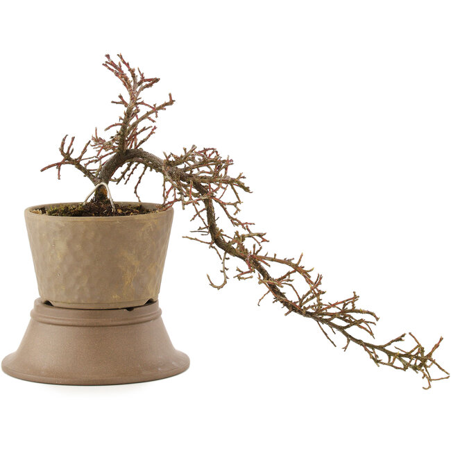 Cotoneaster horizontaleis, 24,5 cm, ± 6 jaar oud