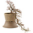 Cotoneaster horizontaleis, 24,5 cm, ± 6 jaar oud