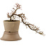 Cotoneaster horizontaleis, 24,5 cm, ± 6 jaar oud