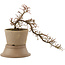 Cotoneaster horizontalis, 24,5 cm, ± 6 years old