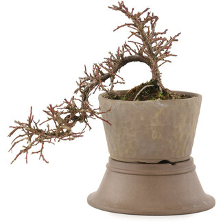 Cotoneaster horizontaleis, 17 cm, ± 6 jaar oud