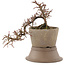 Cotoneaster horizontaleis, 17 cm, ± 6 jaar oud