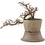 Cotoneaster horizontaleis, 17 cm, ± 6 jaar oud