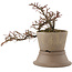 Cotoneaster horizontalis, 17 cm, ± 6 years old