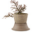 Cotoneaster horizontaleis, 17 cm, ± 6 jaar oud