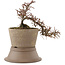 Cotoneaster horizontaleis, 17 cm, ± 6 jaar oud