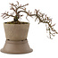 Cotoneaster horizontaleis, 15,5 cm, ± 6 jaar oud