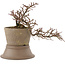 Cotoneaster horizontaleis, 17 cm, ± 6 jaar oud