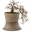 Cotoneaster horizontaleis, 15,5 cm, ± 6 jaar oud