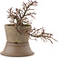 Cotoneaster horizontaleis, 17 cm, ± 6 jaar oud