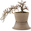 Cotoneaster horizontaleis, 15,5 cm, ± 6 jaar oud