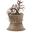 Cotoneaster horizontaleis, 17 cm, ± 6 jaar oud