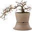 Cotoneaster horizontaleis, 15,5 cm, ± 6 jaar oud