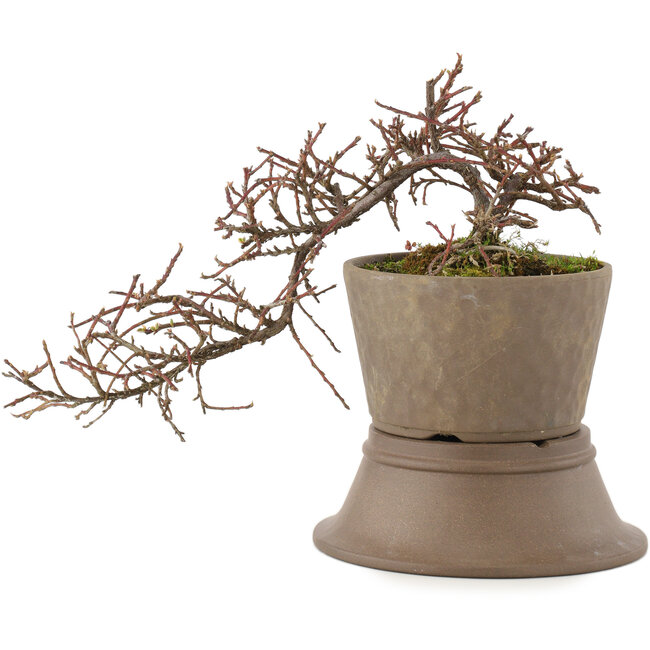 Cotoneaster horizontaleis, 15,5 cm, ± 6 jaar oud