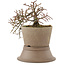 Cotoneaster horizontaleis, 15,5 cm, ± 6 jaar oud